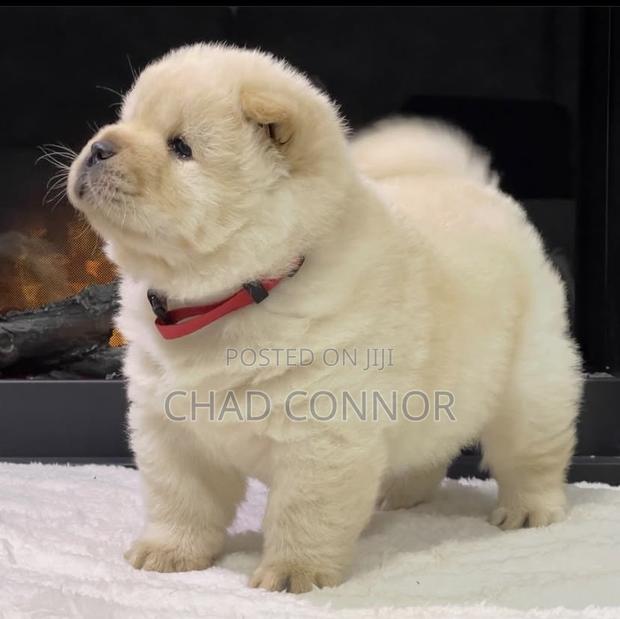 1-3 months Male Purebred Chow Chow · Photo 3