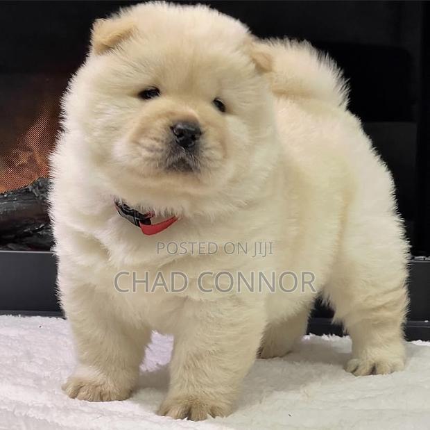 1-3 months Male Purebred Chow Chow · Photo 4