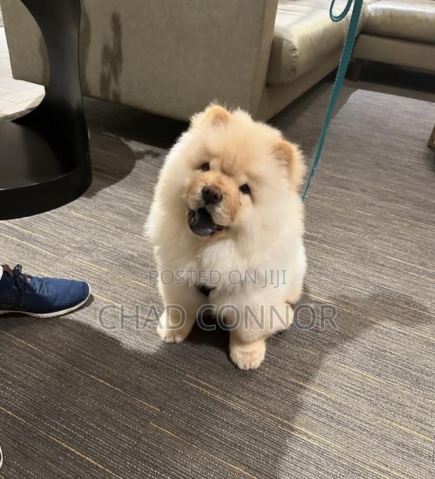 1-3 months Male Purebred Chow Chow · Photo 1