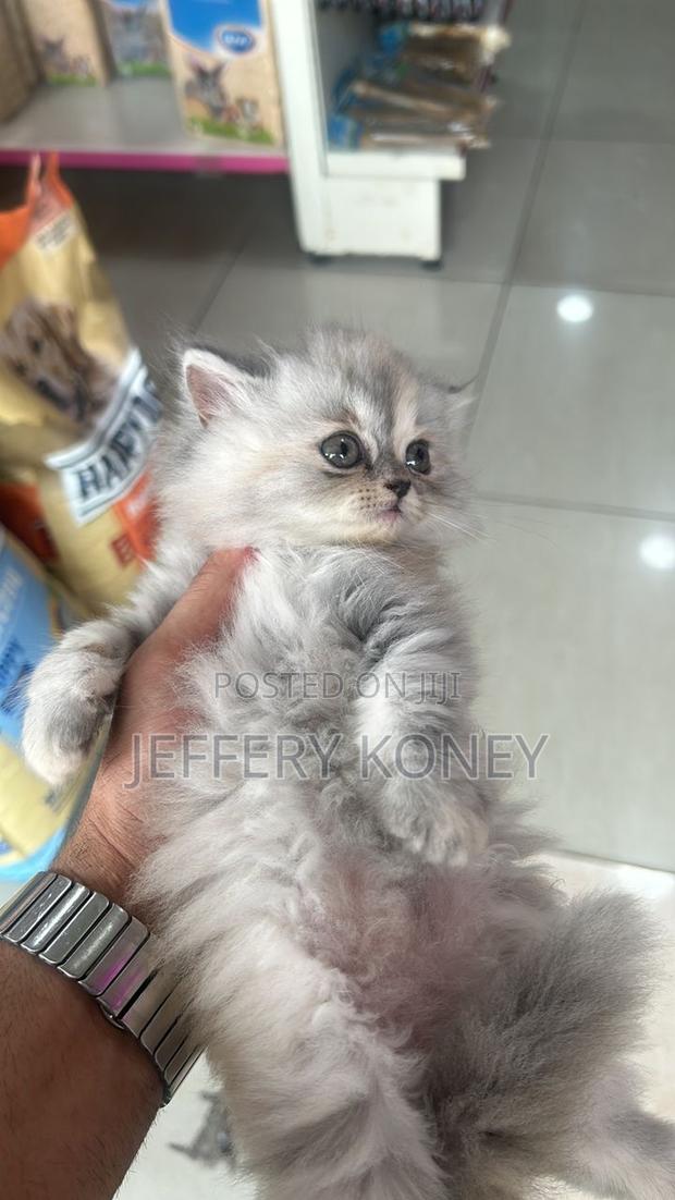 1-3 months Female Purebred Persian · Photo 2