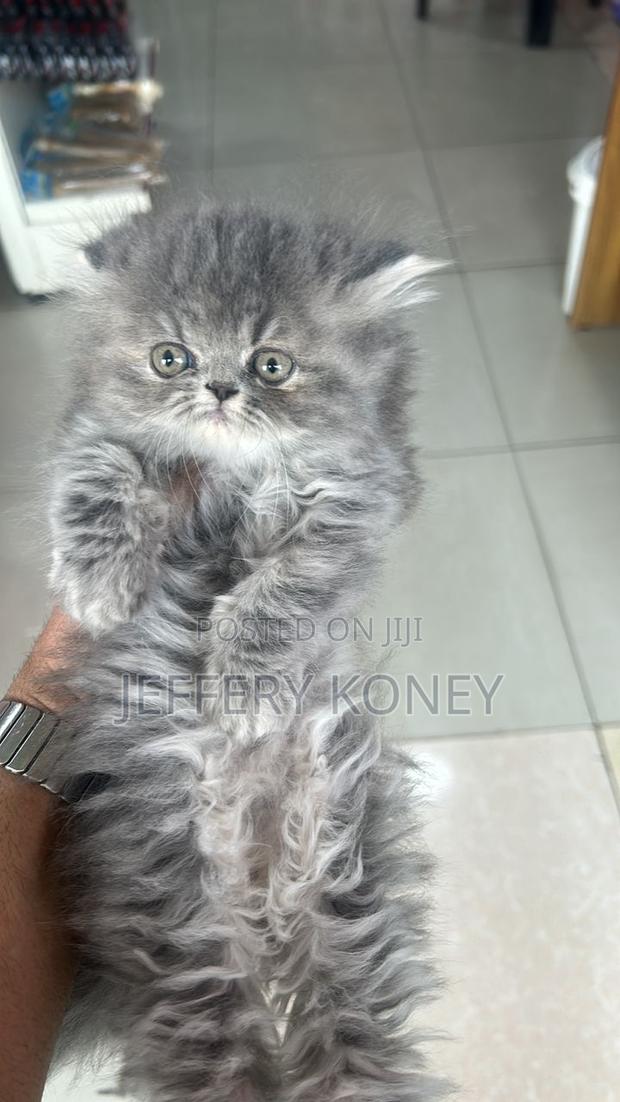 1-3 months Female Purebred Persian · Photo 1