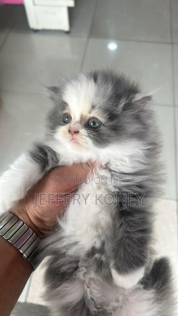 1-3 months Female Purebred Persian · Photo 1