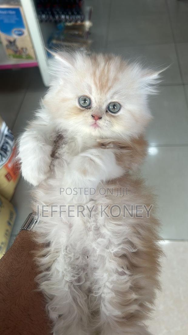 1-3 months Female Purebred Persian · Photo 1