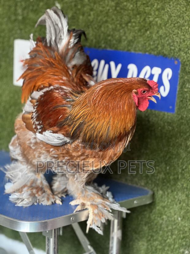 Adolescents Male Brahma Chicken · Photo 2
