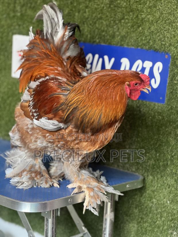 Adolescents Male Brahma Chicken · Photo 1