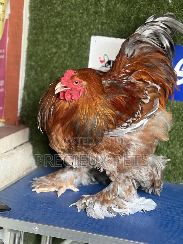Adolescents Male Brahma Chicken · Photo 3