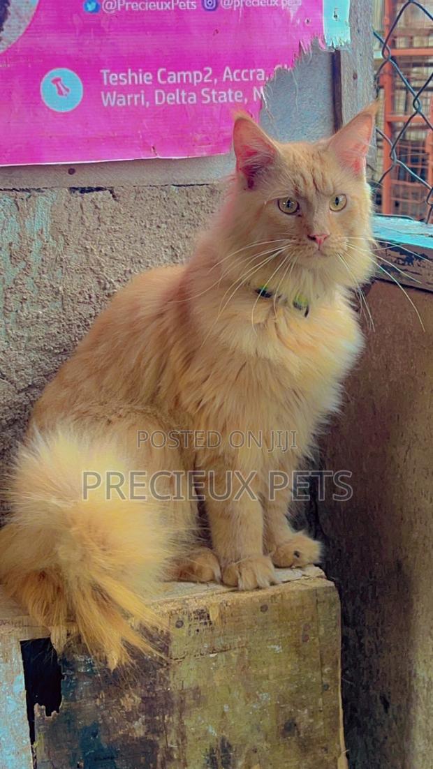 1+ year Male Purebred Maine Coon · Photo 1