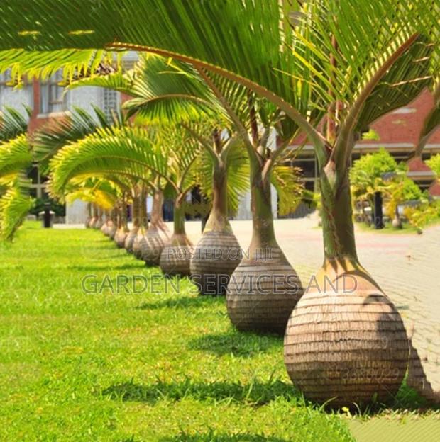 Bottle Palm for Sale Ghc250 · Photo 1