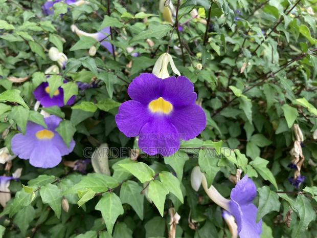 Thunbergia Erecta Tea · Photo 2