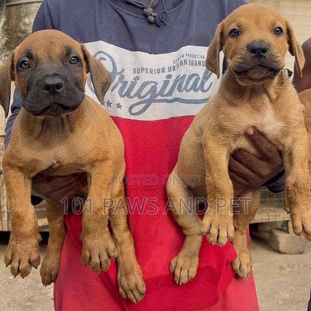 1-3 months Male Purebred Boerboel · Photo 1