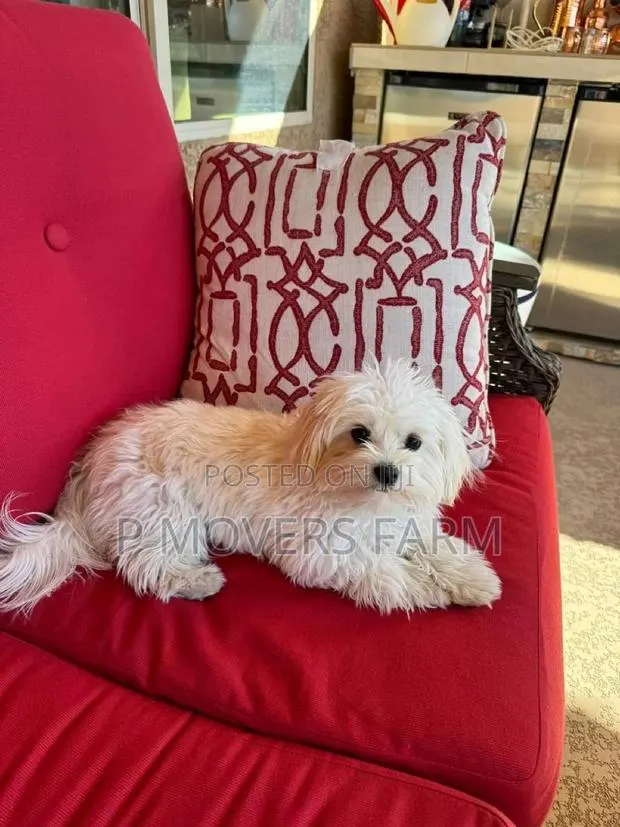 1-3 months Male Purebred Maltese · Photo 1