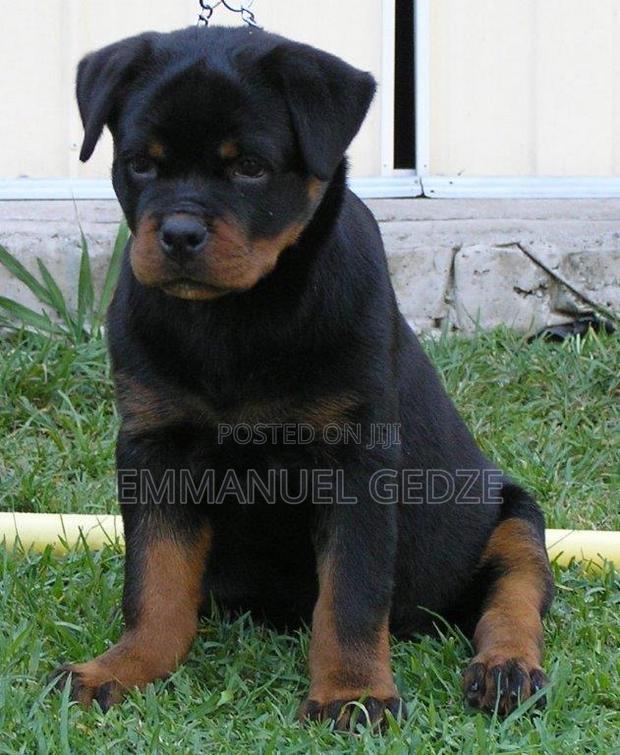 1-3 months Female Purebred Rottweiler · Photo 3