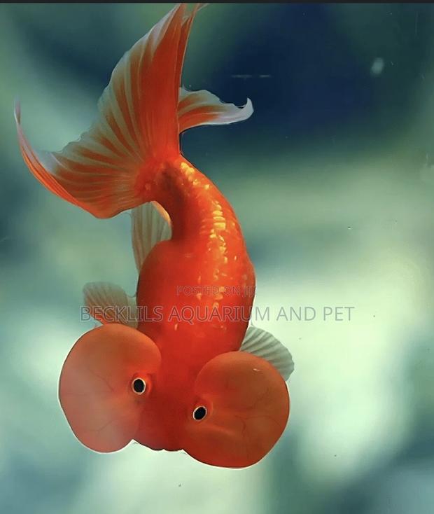 Bubbled Eye Golden Fish · Photo 1