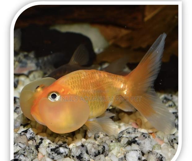 Bubbled Eye Golden Fish · Photo 2
