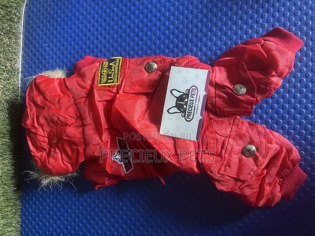 Toy Dog Clothing- New Stock -2025-0 030000 · Photo 2