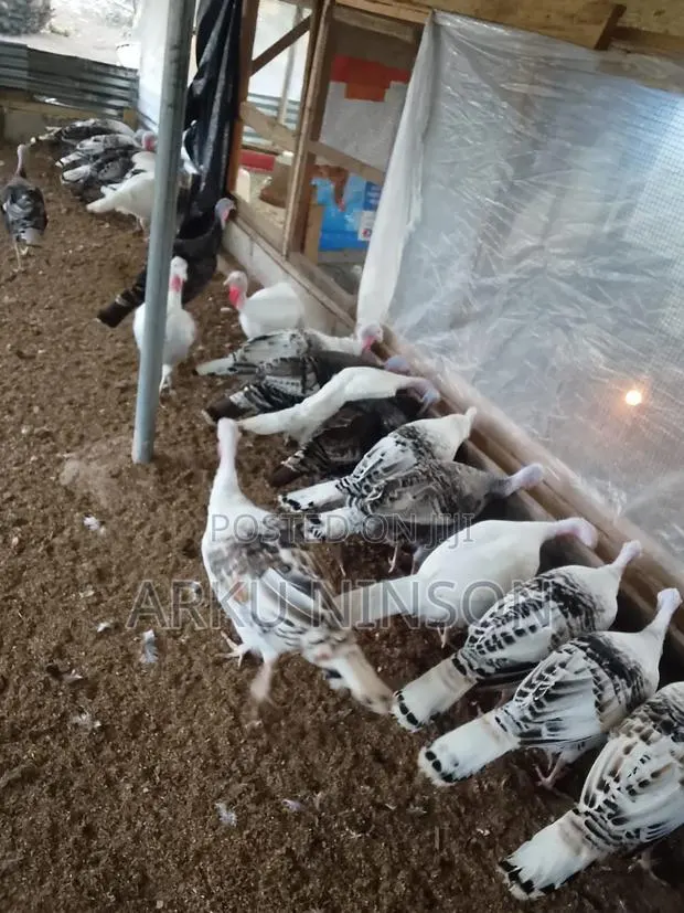 6 Weeks Hybrid Turkey Poults for Sale · Photo 1