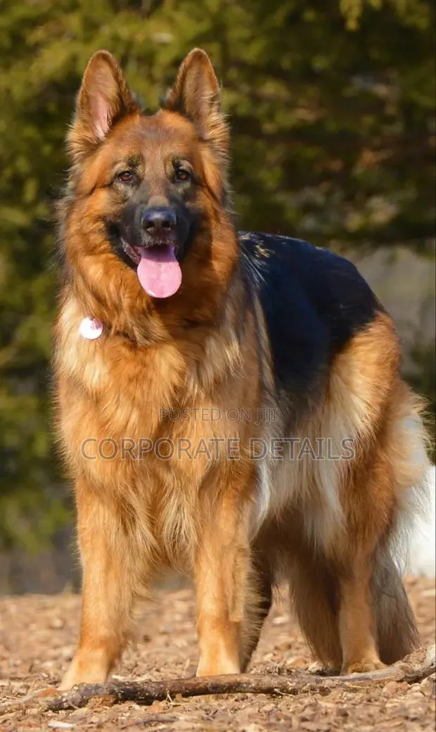 6-12 months Female Purebred German Shepherd · Photo 1