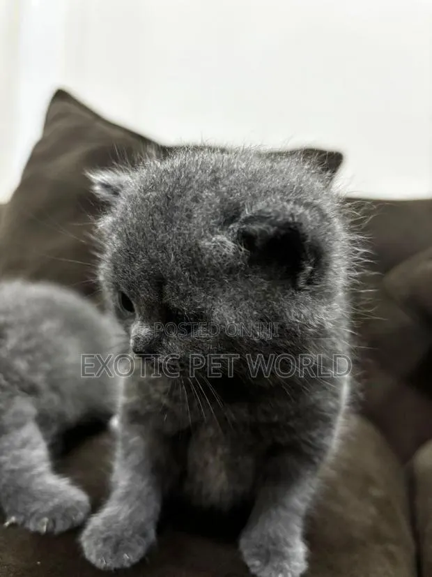 1-3 months Male Purebred Scottish Fold · Photo 1