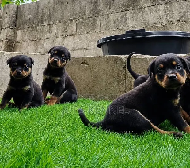1-3 months Female Purebred Rottweiler · Photo 1
