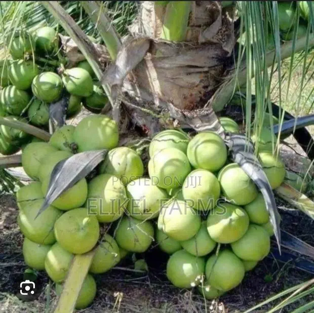 Big Harvest Hybrid and Dwarf Coconut Seedlings.Bulk Purchase 1000 PCS · Photo 1