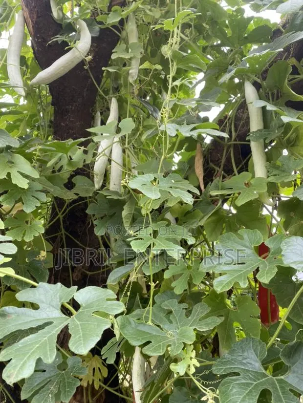 Snake Gourd Tomato Seeds · Photo 3