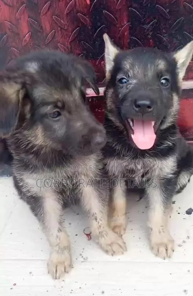 1-3 months Male Purebred German Shepherd · Photo 1