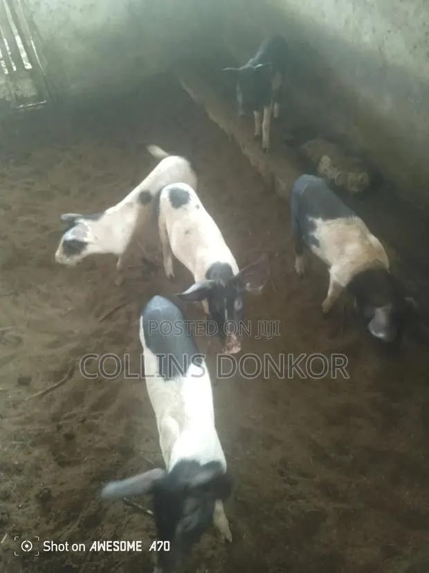 Pigs for Sale · Photo 1