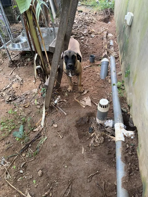 Adult Boerboel Available For Crossing · Photo 2