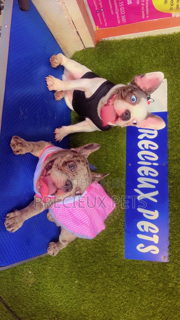 Toy Dog Clothing- New Stock)38 · Photo 3