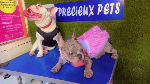 Toy Dog Clothing- New Stock)38 · Photo 2
