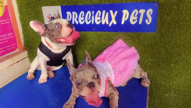 Toy Dog Clothing- New Stock)38 · Photo 1