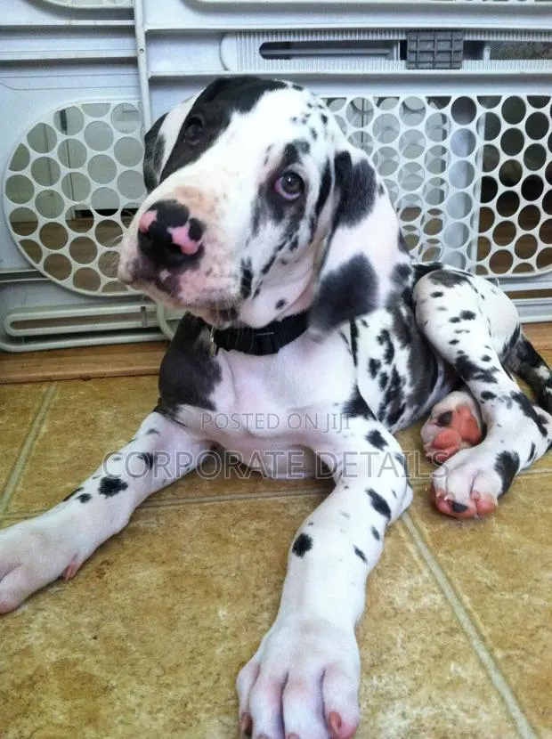 1-3 months Male Purebred Great Dane · Photo 1