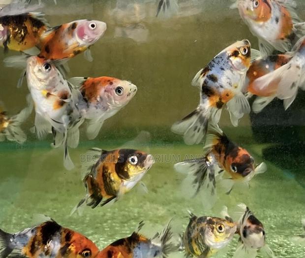 50 Cedis Golden Fish · Photo 1
