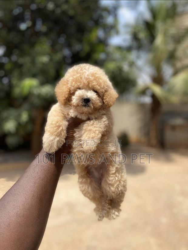1-3 months Female Purebred Poodle · Photo 1