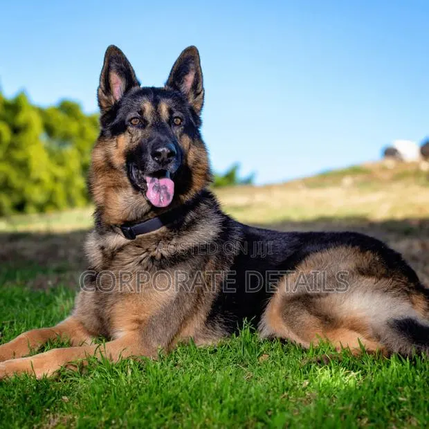 1+ year Male Purebred German Shepherd · Photo 1