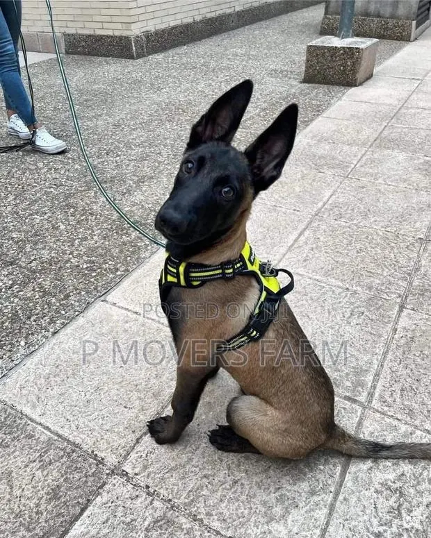 1-3 months Female Purebred Belgian Malinois · Photo 1