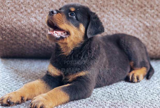 1-3 months Female Purebred Rottweiler · Photo 2