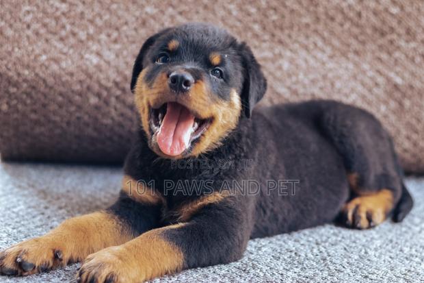 1-3 months Female Purebred Rottweiler · Photo 1