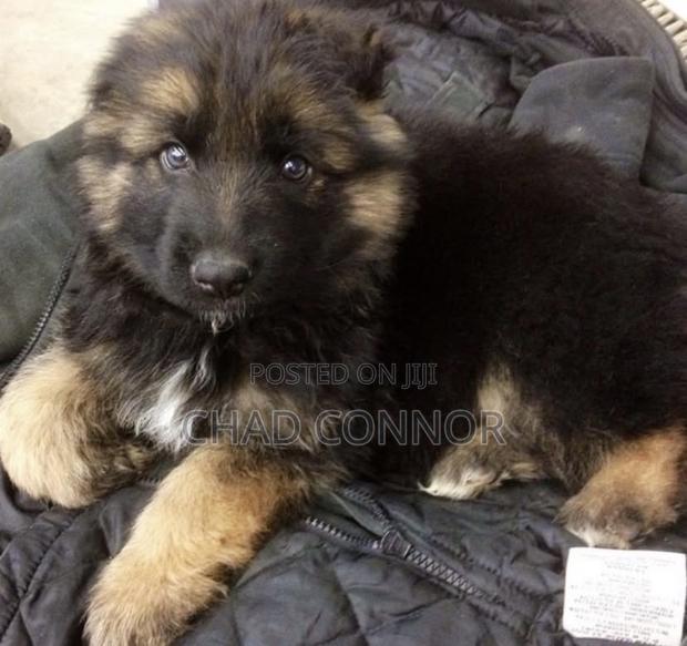1-3 months Male Purebred German Shepherd · Photo 1