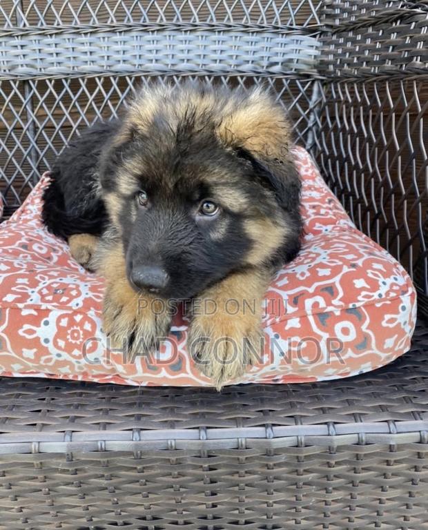 1-3 months Male Purebred German Shepherd · Photo 3