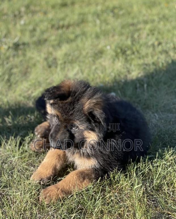 1-3 months Male Purebred German Shepherd · Photo 2