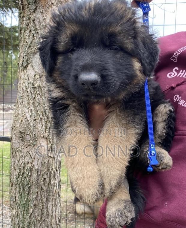 1-3 months Female Purebred German Shepherd · Photo 2