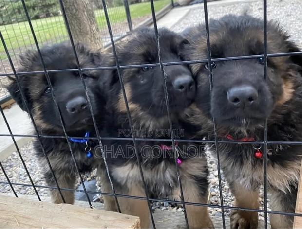 1-3 months Female Purebred German Shepherd · Photo 1