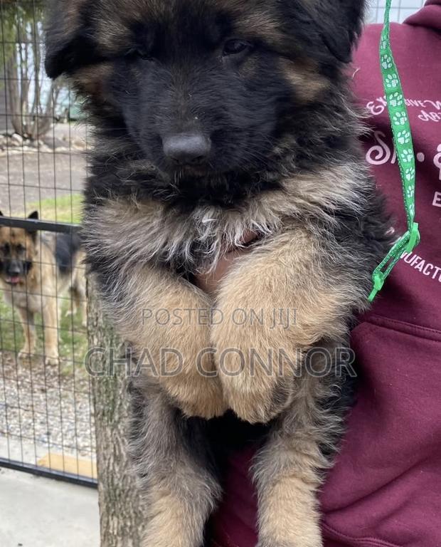 1-3 months Female Purebred German Shepherd · Photo 3