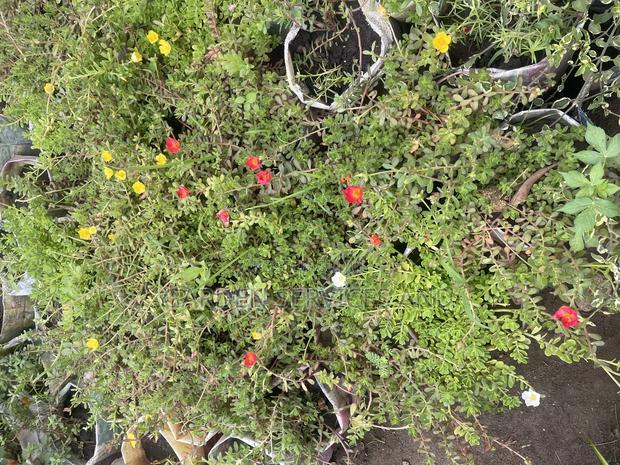 Moss Ross Plant · Photo 4
