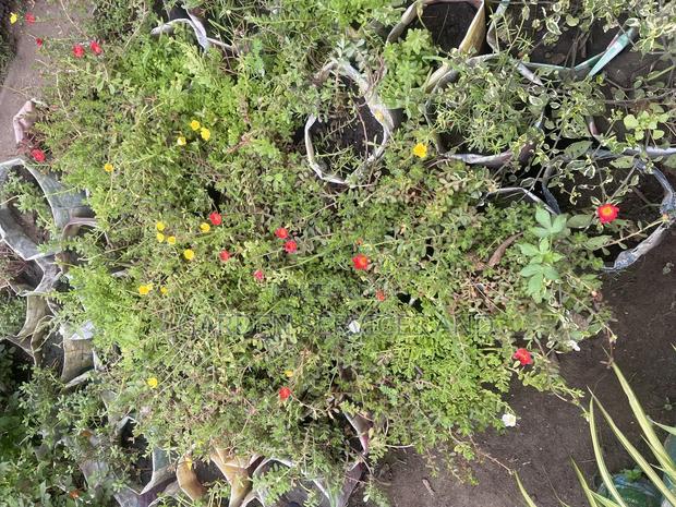 Moss Ross Plant · Photo 1