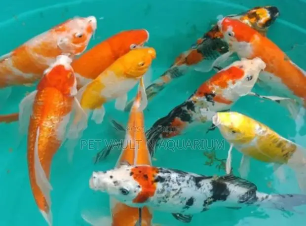 Colorful Koi Carps · Photo 1