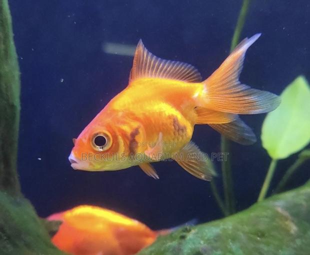 Double Tail Golden Fish · Photo 2