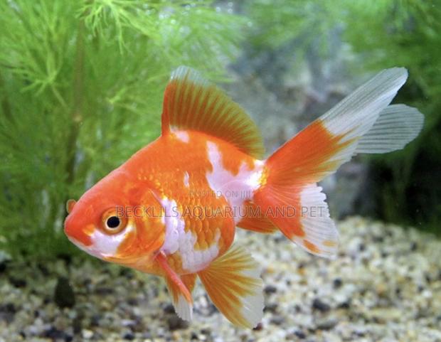 Double Tail Golden Fish · Photo 1