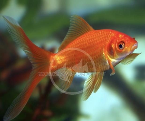 Comet Goldfish · Photo 1